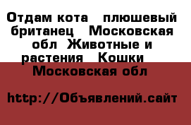 Отдам кота,  плюшевый британец - Московская обл. Животные и растения » Кошки   . Московская обл.